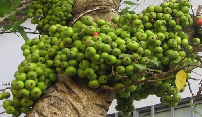Cây sung – Sung túc, đủ đầy quanh năm. Ảnh minh họa