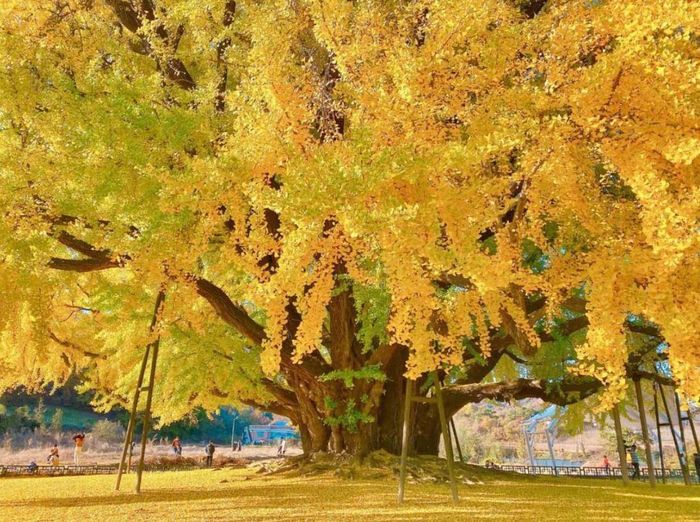 Cây bạch quả – Trường thọ và phúc khí lâu dài. Ảnh minh họa