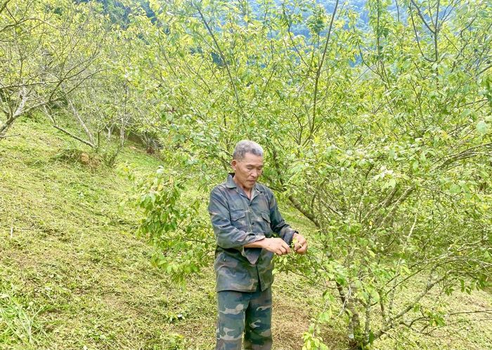  Nhờ sự cần cù, tỉ mỉ trong từng khâu chăm sóc, vườn cây ăn quả của ông Nông Thanh Bằng, xóm Pác Bó, xã Trường Hà phát triển tốt, ít sâu bệnh, sản phẩm đạt chất lượng cao. Ảnh Quốc Sơn 