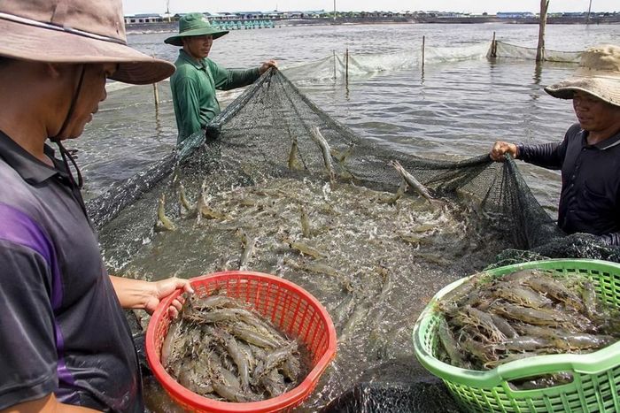Cà Mau phấn đấu nâng tổng số chuỗi liên kết ngành hàng tôm, cua lên 58-60 chuỗi vào năm 2030. Ảnh minh họa