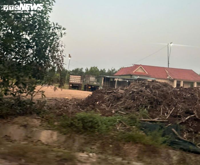 Một bãi tập kết trái phép keo tràm trái phép ở thôn Hòa Vang (xã Hưng Lộc, TP Huế)
