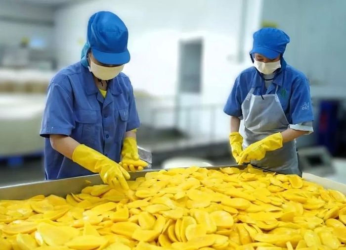 Chế biến xoài xuất khẩu tại Công ty TNHH Hatafood. Ảnh: Hattafood