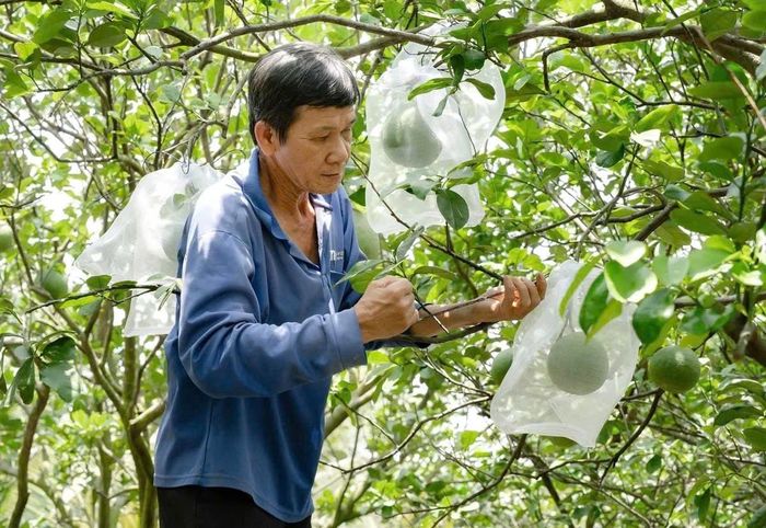 Tại các địa phương có diện tích cây ăn quả lớn, công tác rà soát và mở rộng mã số vùng trồng đang được triển khai khẩn trương. Ảnh: PV