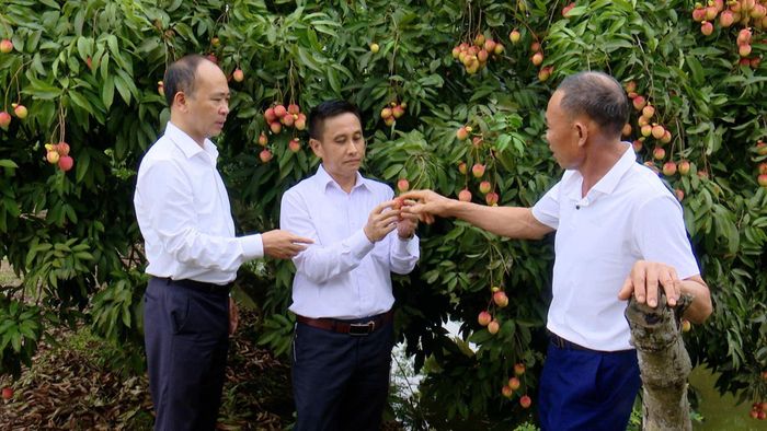 Thời điểm hiện nay đang là mùa thu hoạch chính của nhiều loại trái cây chủ lực như sầu riêng, vải thiều, xoài và dừa. Ảnh: PV