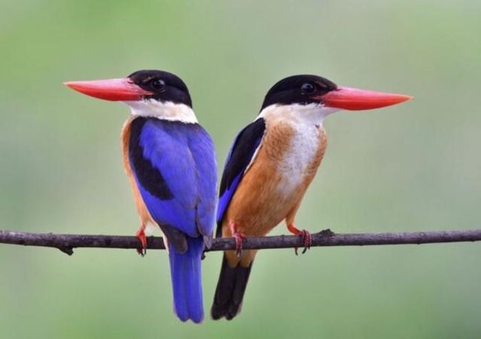 Phụ nữ sinh giờ Dậu Âm lịch sở hữu sức hút tự nhiên, phong thái thanh lịch và khả năng giao tiếp khéo léo. Ảnh minh họa