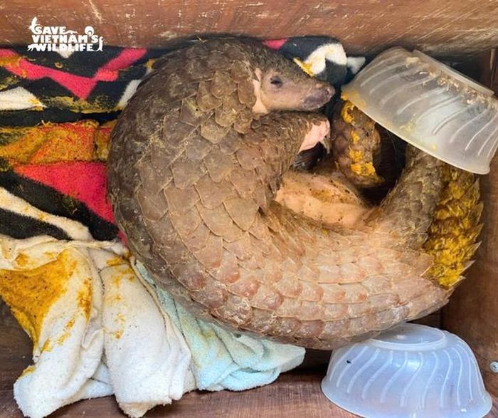 Tê tê thường bị nhồi nhét bột ngô trước khi đem đi bán để tăng trọng lượng.