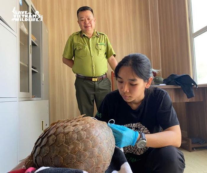 Tê tê được bác sĩ thú y của SVW sơ cứu tại chỗ.