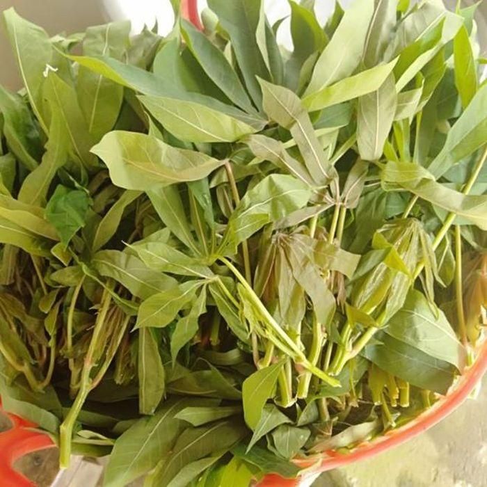 Khi được chế biến đúng cách, lá sắn trở thành món ăn ngon, giàu dinh dưỡng.
