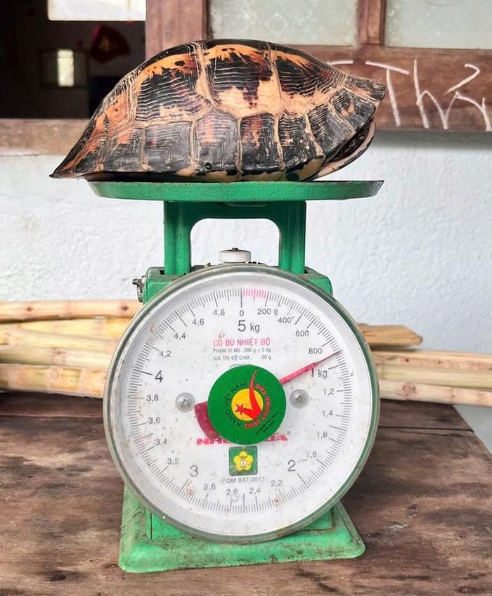 Cá thể Rùa hộp trán vàng quý hiếm.