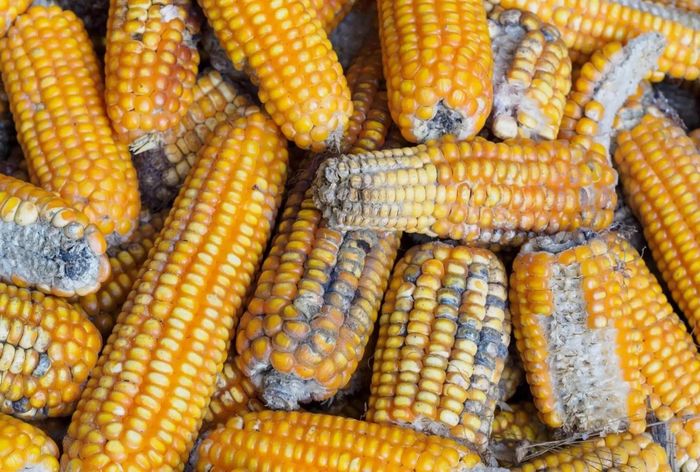  Ngô, lạc, gạo hay lúa mì bị mốc có thể sản sinh độc tố Aflatoxin - được WHO phân loại là chất gây ung thư Nhóm 1. Ảnh: WUR. 