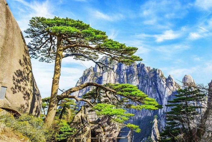 Cây Thông đón khách, biểu tượng của núi Hoàng Sơn, hiện đã có “bản sao kỹ thuật số” phục vụ công tác bảo tồn và nghiên cứu
