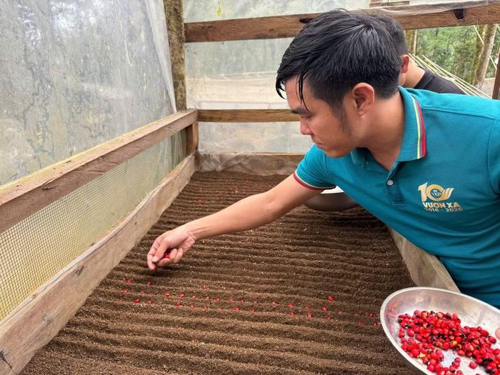 Nhân giống bằng phương pháp truyền thống từ nguồn hạt giống tạo ra.