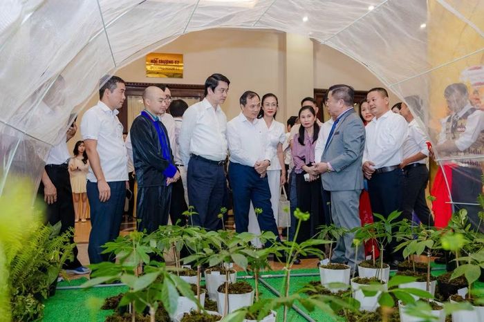 Khách dự Lễ kỷ niệm tham quan vườn sâm Ngọc Linh tươi.