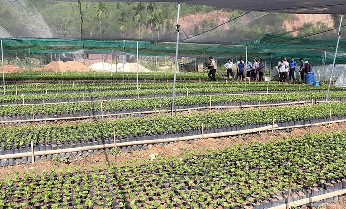 Doanh nghiệp đầu tư sản xuất nông nghiệp hữu cơ được hỗ trợ tối đa 60% chi phí đầu tư và không quá 5 tỷ đồng/dự án.