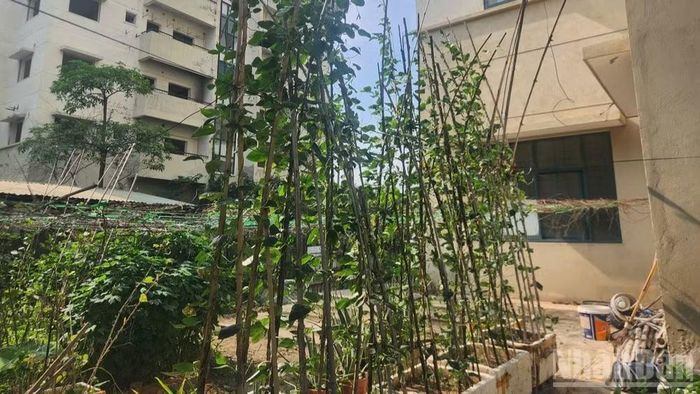 Khu tái định Bắc Từ Liêm bỏ hoang hơn 10 năm nay không được đưa vào sử dụng, người dân lân cận tận dụng đất trống để trồng rau, nuôi gà.