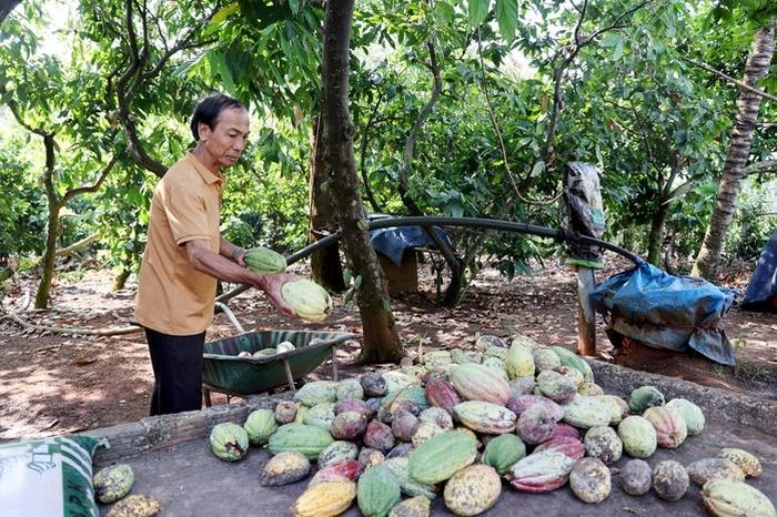 Ca cao đã trở thành một trong những cây trồng chủ lực tại khu vực phía Đông TPHCM.