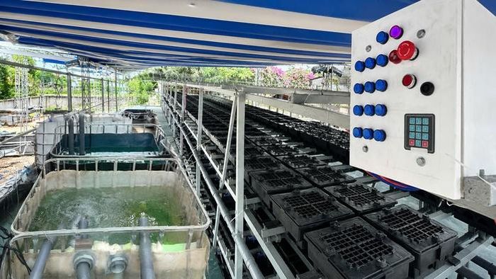 AI đang trở thành trợ thủ đắc lực, giúp người nuôi cua tiết kiệm chi phí, giảm nhân công và tăng năng suất.