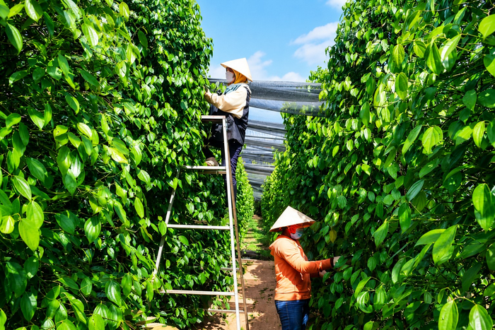 Vườn trồng hồ tiêu tại Gia Lai. Ảnh: congthuong.vn