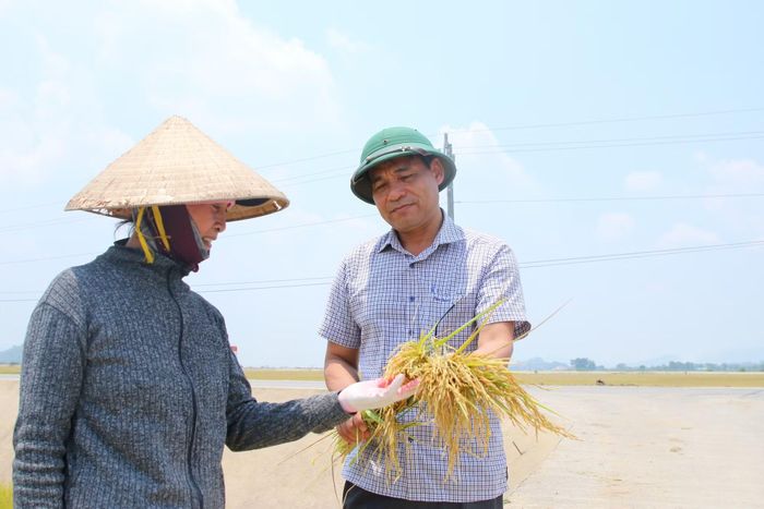Ông Hoàng Minh Giám – Chủ tịch UBND xã xuống đồng, nắm bắt tình hình trong vụ thu hoạch. (Ảnh: T.H)