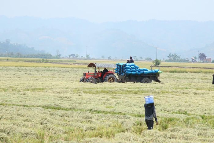 Từng chuyến xe nối đuôi nhau rời cánh đồng, mang theo thành quả của một vụ mùa bội thu. (Ảnh: T.H)