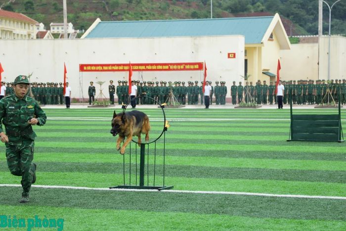 Chó nghiệp vụ biểu diễn nội dung vượt vật cản. Ảnh Ngọc Lâm