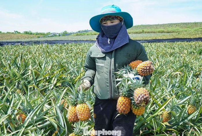 Theo bà con, chỉ cần chậm tiêu thụ vài ngày dưới thời tiết nắng nóng gay gắt, quả sẽ bị cháy nắng, rám vỏ, giảm chất lượng hoặc thối hỏng hoàn toàn. Mỗi ngày trôi qua, những quả dứa vốn là thành quả của gần hai năm lao động vất vả lại trở thành gánh nặng trong lòng người nông dân.