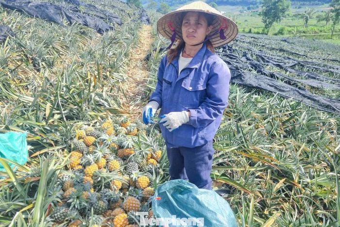 Nhiều hộ dân buồn bã vì dứa chín vàng ruộng song không có người mua. Một số gia đình phải đã tự thu hoạch rồi mang ra ven đường hoặc các chợ dân sinh để bán lẻ hoặc đăng tải thông tin lên mạng xã hội, kêu gọi cộng đồng hỗ trợ tiêu thụ song bán chẳng được bao nhiêu.