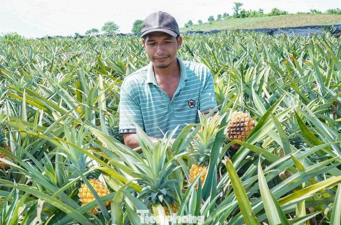 Anh Nguyễn Mạnh Cường (SN 1983, xã Hà Long) cho biết, gia đình có 5ha dứa đang bước vào vụ thu hoạch song hơn nửa tháng qua không có thương lái đến đặt mua. Nhiều diện tích dứa hiện đã chín rộ không được thu hoạch, bị bỏ ngoài đồng.