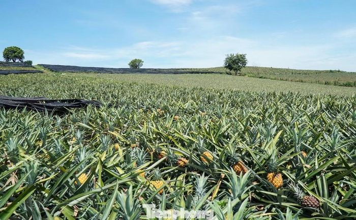 Chính quyền UBND xã Hà Long thống kê, toàn xã có khoảng 700 ha dứa, năng suất bình quân đạt từ 40 đến 45 tấn/ha. Năm nay, thời tiết khắc nghiệt, giá xuống thấp chỉ còn 4.000-5.000 đồng/kg, thấp hơn nhiều so với các năm trước, khiến phần lớn hộ trồng dứa rơi vào cảnh thua lỗ. Chính quyền địa phương và các tổ chức hội đang tích cực kết nối với doanh nghiệp, đơn vị chế biến nông sản để tìm đầu ra cho sản phẩm, góp phần giảm bớt thiệt hại cho người dân.