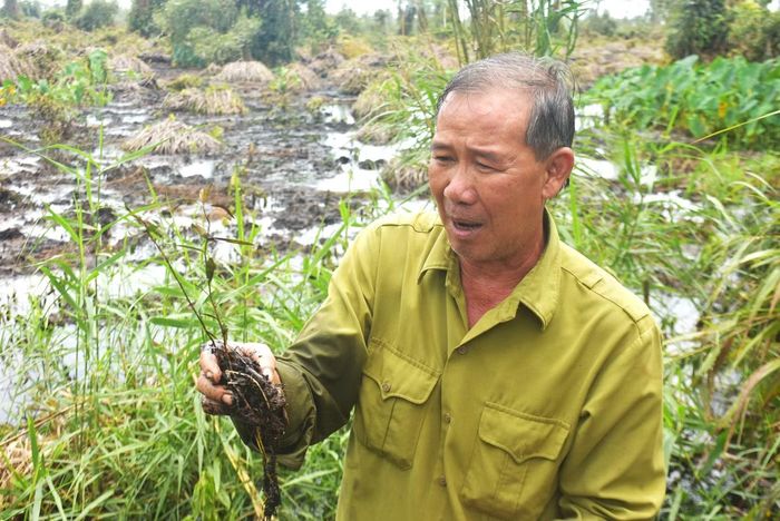 Chia sẻ về việc rừng tràm non tại khu vực này chưa thể phục hồi tự nhiên, ông Nguyễn Tấn Truyền - Phó Phòng Quản lý bảo vệ rừng (Vườn Quốc gia U Minh Hạ), cho hay, có nhiều nguyên nhân, trong đó có đặc điểm sinh thái đặc thù của hệ rừng trên đất than bùn, bán ngập nước.