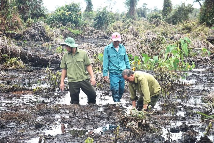Theo ông Truyền, khu vực rừng tràm suy kiệt nằm trong phân khu bảo vệ nghiêm ngặt, thuộc vùng đầm lầy than bùn. Cây tràm tại đây phụ thuộc rất lớn vào chu kỳ mùa khô và mùa mưa. Hạt tràm phát tán vào mùa khô, chỉ có khoảng 1-2 tháng để nảy mầm và phát triển, nên cây con còn rất yếu khi bước vào mùa mưa, ngập nước.
