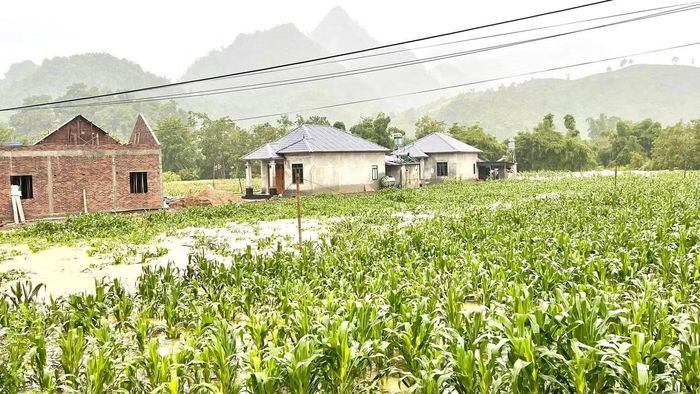 Mưa lớn đã làm nhiều ha lúa, hoa màu, ao cá của người dân bị ngập, cuốn trôi, vùi lấp.