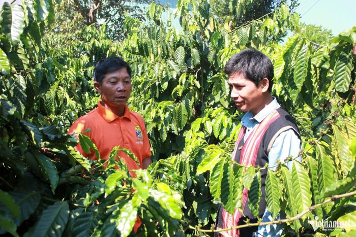 Cây cà phê giúp bà con giáo dân thôn Plei Jơ Drợp có cuộc sống khá giả hơn. Ảnh: Ngọc Chí