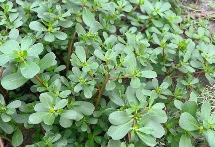 Rau sam có vị chua thanh mát là món ăn giải nhiệt mùa hè nhưng người có sỏi thận không nên ăn. Ảnh: Thanh Loan