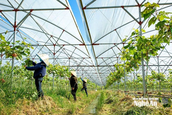 Nông nghiệp công nghệ cao được ứng dụng ngày càng nhiều vào sản xuất. Ảnh: PV