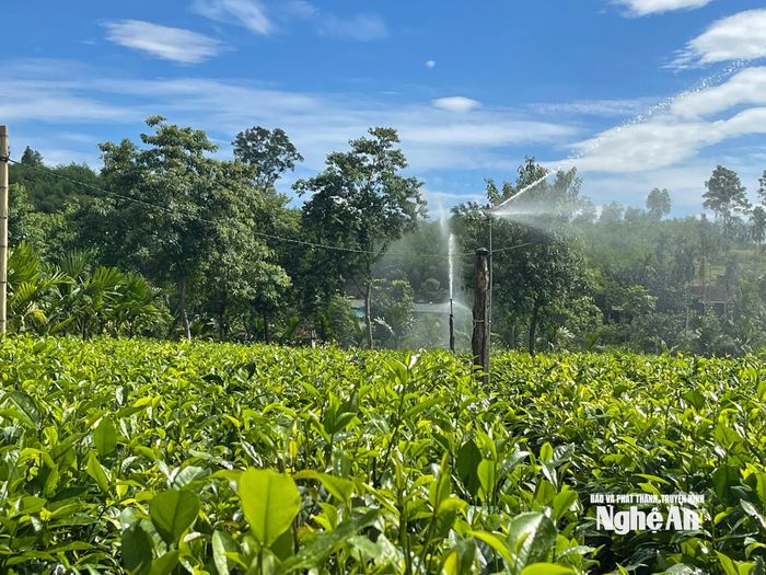 Người dân đầu tư máy tưới nước chống hạn cho diện tích trồng chè trên địa bàn. Ảnh: Văn Hùng