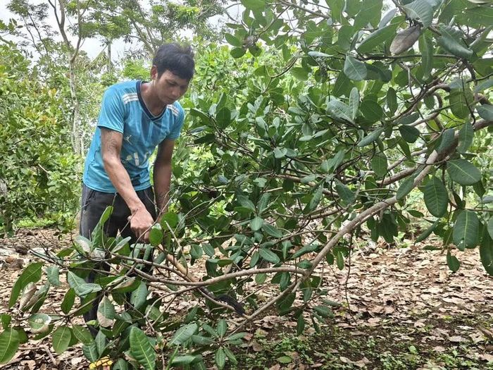 Anh Điểu Hiên, xã Bom Bo, tích cực chăm sóc vườn điều để không tái nghèo. (Ảnh: K GƯỈH/TTXVN)