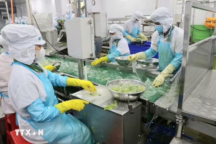 Sản xuất nha đam tại Công ty Cổ phần thực phẩm Cánh Đồng Việt - VietFarm. (Ảnh: Nguyễn Thành/TTXVN)