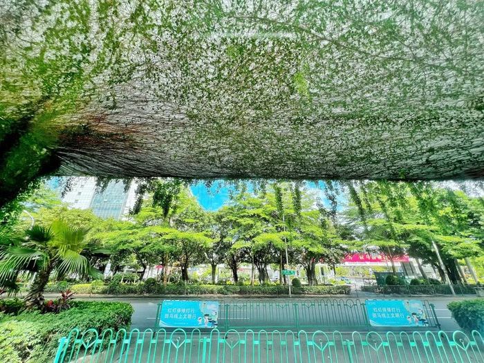 Hơn 40% diện tích của Hạ Môn được bao phủ bởi cây xanh. (Ảnh: TTXVN)