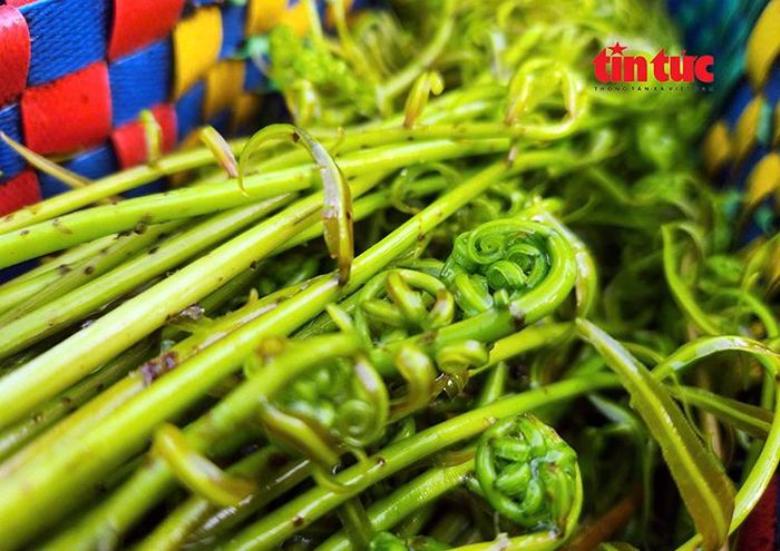 Thành quả sau nhiều giờ lội bùn vào rừng sậy của người hái rau là những ngọn đọt choại non xanh mướt.