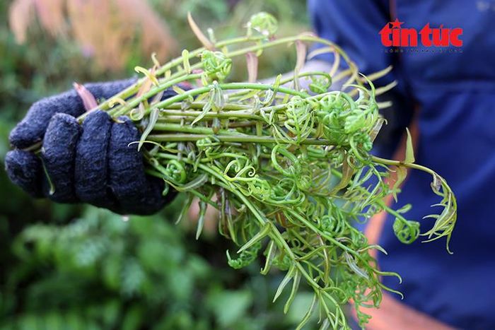 Những ngọn rau đọt choại non vừa được hái từ các bãi sậy tự nhiên.