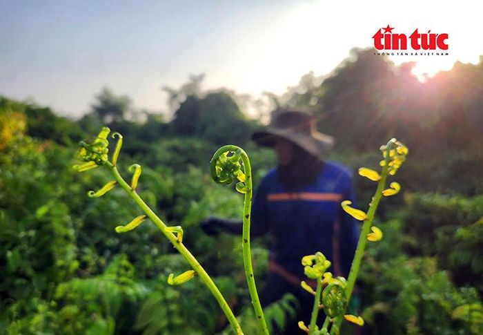 Dưới ánh nắng sớm, những ngọn đọt choại non xanh mướt được người dân thu hái trong các khu vực rừng sậy hoang hóa.