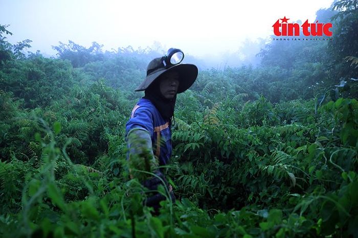 Anh Hùng len lỏi vào sâu trong những cánh rừng sậy rậm rạp, nơi sương sớm còn phủ dày đặc để tìm hái những ngọn đọt choại non mọc tự nhiên.