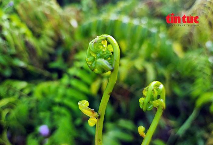Những ngọn đọt choại tươi non mọc tự nhiên giữa vùng ven TP Hồ Chí Minh.