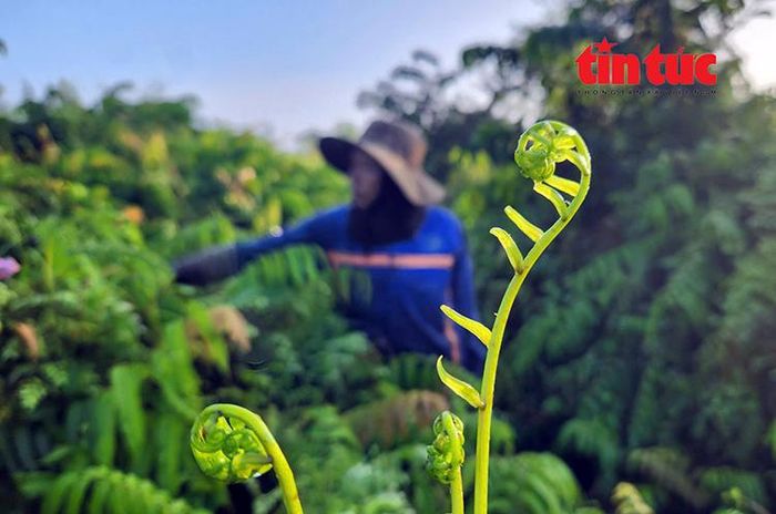 Những ngọn đọt choại tươi non mọc tự nhiên giữa những rừng sậy.