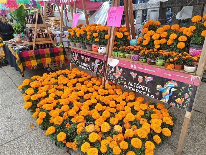 Sắc vàng cam của hoa cúc vạn thọ, biểu tượng văn hóa gắn liền với Ngày của Người chết, được Mexico City sử dụng để quảng bá bản sắc dân tộc trong dịp World Cup 2026.