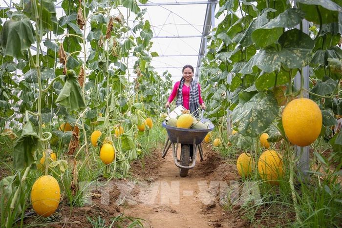 Những quả dưa lưới phát triển đồng đều trong hệ thống nhà màng hiện đại tại BaDen Farm. Ảnh: Giang Phương - TTXVN