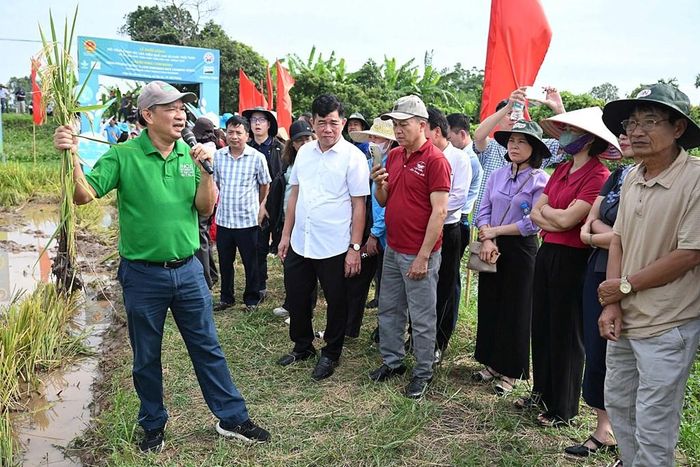Ông Nguyễn Văn Hùng, chuyên gia khoa học cao cấp của IRRI thông tin về kết quản sản xuất. Ảnh: Bích Hồng/Bnews/vnanet.vn