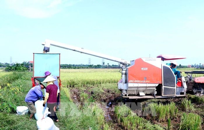 Hệ thống ống xả tự động của máy gặt giúp nông dân xã Thần Khê (Hưng Yên) đóng bao lúa nhanh gọn và giảm thất thoát. Ảnh: Đinh Văn Nhiều - TTXVN