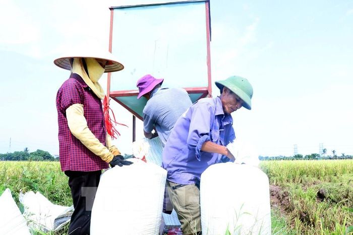 Nông dân xã Thần Khê (Hưng Yên) đóng bao lúa từ bồn chứa di động ngay trên cánh đồng. Ảnh: Đinh Văn Nhiều - TTXVN